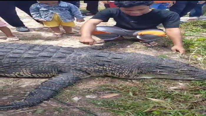 Buaya Jerambah Gantung