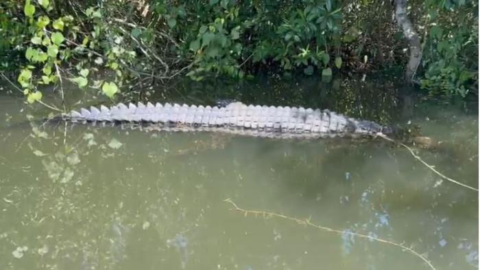 Buaya yang ditemukan mati terikat tali di Sungai Jerambah Gantung, Kelurahan Selindung, Kota Pangkalpinang, Sabtu (8/11/2025).