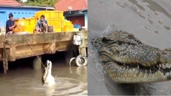 Si Roni Buaya Viral dari Belitumg Timur, Sekali Makan Bisa Habiskan 20 Kilogram Ikan Pari