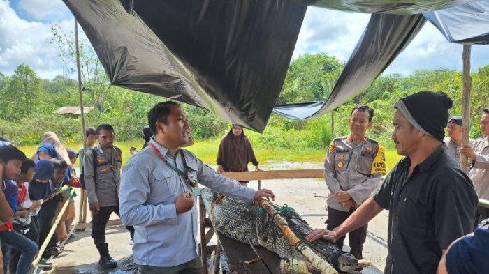 Usai Ditangkap Warga, BKSDA Evakuasi Buaya 2,5 Meter ke Penangkaran