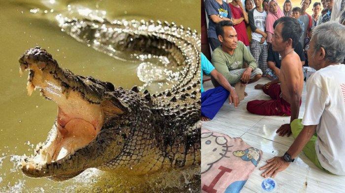 Buaya Kian Mengganas di Babel, Alobi Ungkap Rusaknya Habitat Akibat Penambangan Liar