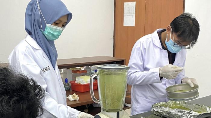 Mahasiswa Kedokteran dan Keperawatan UBB Berhasil Buat Obat Radang Payudara Berbahan Daun Nipah