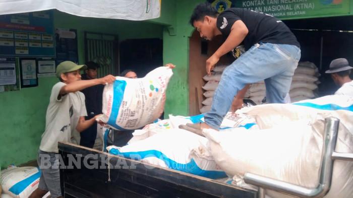 Petani Padi di Bangka Selatan Bersorak Harga Pupuk Turun Drastis, Modal Bertani Kini Lebih Ringan