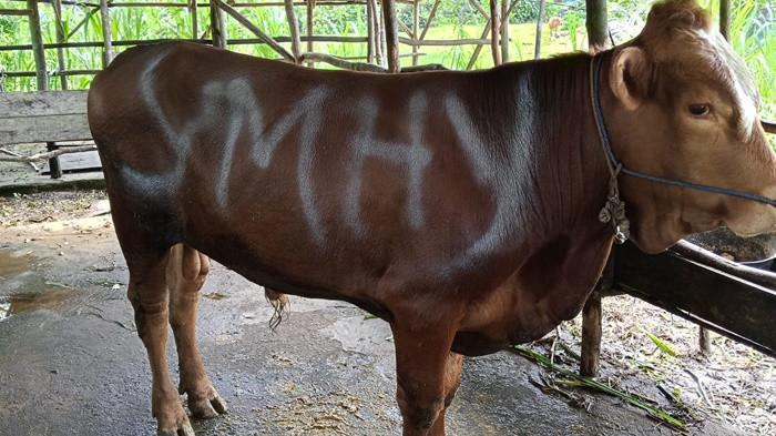 Dokumentasi Yogi Maulana
SAPI KURBAN - Sapi kurban yang diserahkan Anggota DPRD Provinsi Kepulauan Bangka Belitung, Yogi Maulana untuk masyarakat di sejumlah desa di Kecamatan Simpang Rimba.