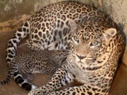 Macan Tutul Ini Mengaum di Dapur Warga