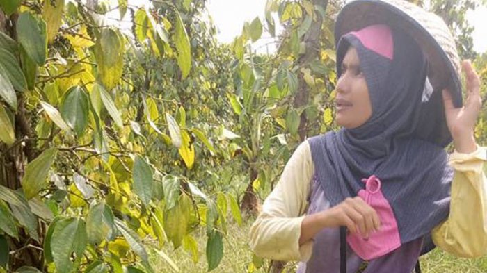 Ribuan Hektar Kebun Lada di Babel Hilang Berganti Lahan Sawit, 9 Juta Hektar Sawit Belum Bayar Pajak