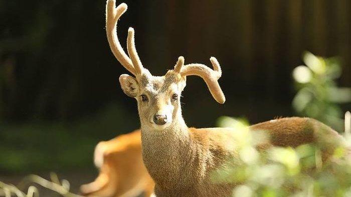 Asisten Pribadi Ungkap Prabowo Subianto Mampu Bicara dengan Semut, Ini Rahasianya Secara Ilmiah