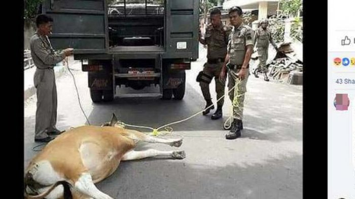 Satpol PP Seret Sapi Menggunakan Mobil hingga Terkapar di Jalan, Gubernur Minta Ditegur Keras