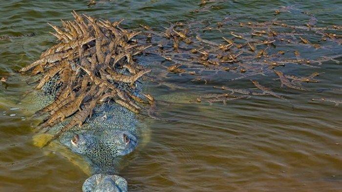 Video Buaya Besar 5 Meter yang Terekam Drone Ini Ditonton 3,4 Juta Kali