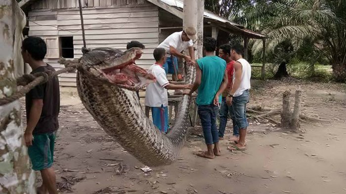4 Fakta Ular 7 Meter Serang Manusia di Tengah Jalan, Nomor 4 yang Bikin Heboh