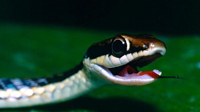 Yalangoch gozal yapon ayol