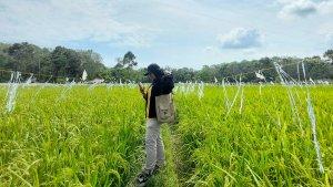 20230114-sawah1.jpg20230114-sawah4.jpg