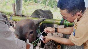 Hukum Menyaksikan Proses Penyembelihan Hewan Kurban Bagi  Orang yang Bekurban