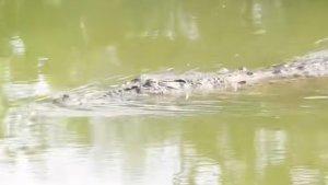 20231023-buaya.jpg