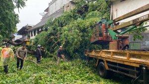 20241230-Proses-evakuasi-pohon-tumbang.jpg