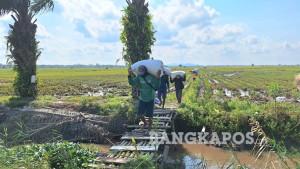 bangka/20250926-PROSES-PENIMBANGAN-PADI.jpg