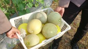 20251011-PETIK-MELON-Kebun-melon-milik-Syamsuni-berada-di-Jalan-Pait.jpg