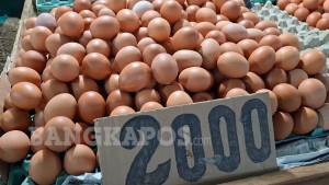 20251023-PEDAGANG-TELUR.jpg