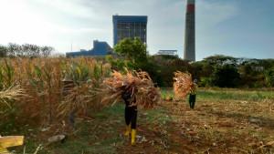 Angkut-Limbah-jagung.jpg
