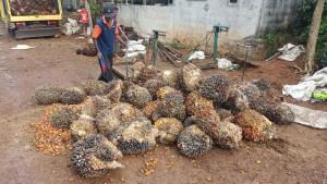 Barang-Bukti-Buah-Sawit-TBS.jpg