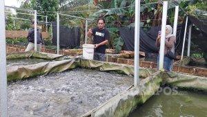 Budidaya-Ikan-Lele-di-Bangka-Selatan.jpg