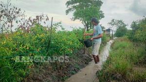 Petani-Cabai-di-Desa-Rias-Bangka-Selatan.jpg