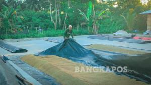 Petani-di-Rias-menjemur-padi.jpg