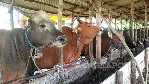 Sapi-untuk-hewan-kurban-di-Bangka-Selatan-dijamin-banyak.jpg