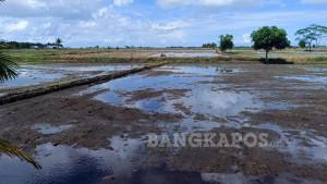 Sawah-petani-rias-siap-ditanam.jpg
