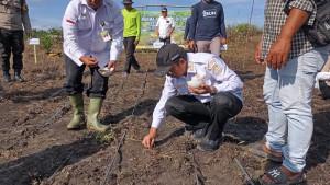 Tanam-Padi-Gogo-di-Bangka-Tengah-ne.jpg