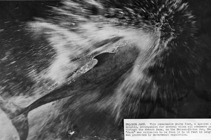 Berhasil Ditangkap Hamas, Inilah Lumba-Lumba Unit Pasukan Pembunuh Rahasia Israel yang Dipersenjatai