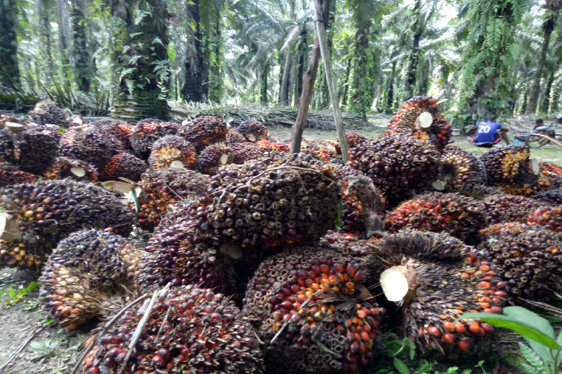 20220625-sawit1.jpg
