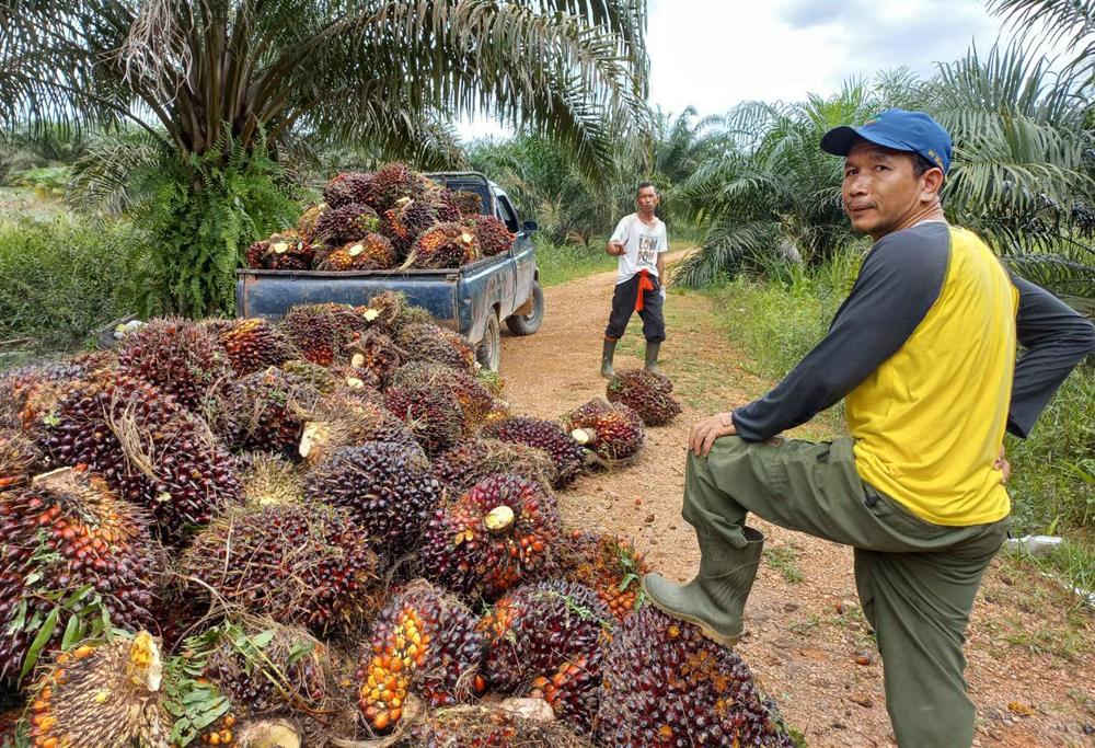 Harga TBS Sawit di Babel Tertinggi Rp1.560 per Kg, Baharudin: Petani Hanya Gunakan Kapur Dolomit