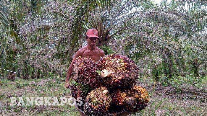 20240508-petani-angkut-TBS-sawit-di-bangka.jpg