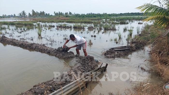 20241219-Seorang-petani-di-Sinar-Bune.jpg