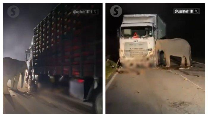 20250513-GAJAH-TERTABRAK-TRUK-DI-MALAYSIA.jpg