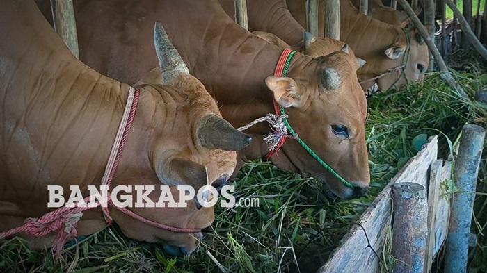 20260504-HEWAN-KURBAN-Beberapa-ekor-sapi-yang-siap-untuk-menjadi-hewan-kurban-11.jpg