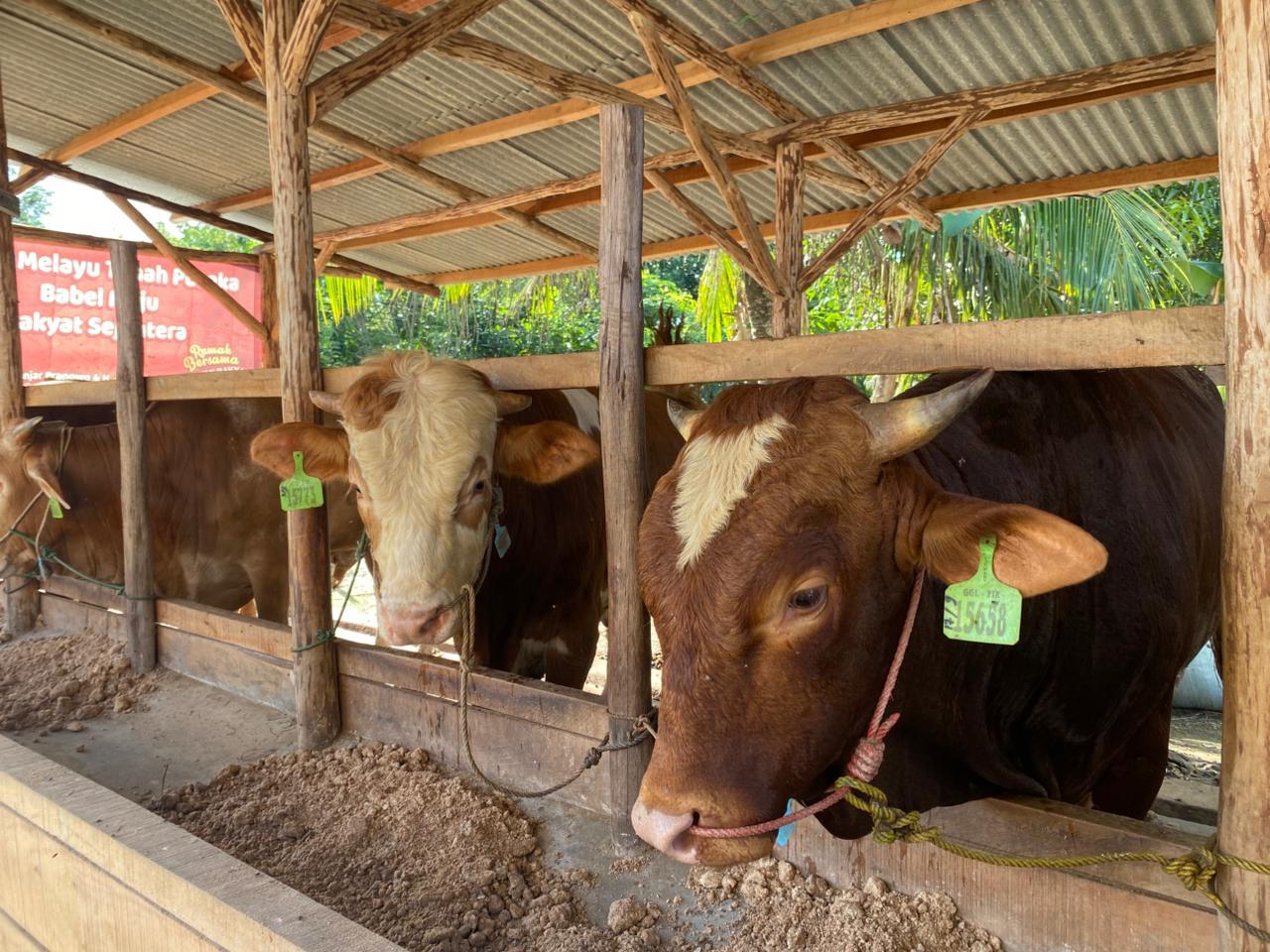 Pangkalpinang Bakal Terima Bantuan Sapi Kurban Presiden, Bobot Capai 867 Kilogram