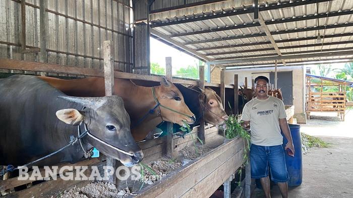 Jelang Idul Adha 2026, Peternak di Pangkalpinang Mengeluh Permintaan Hewan Kurban Turun