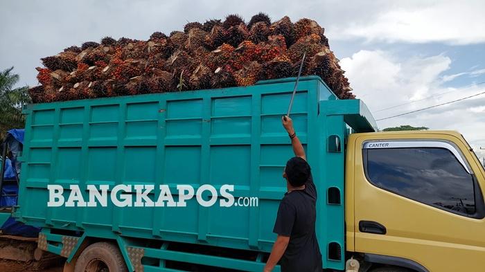 20260512-CEK-SAWIT-Seorang-sopir-truk-ketika-mengecek-kondisi-12A.jpg