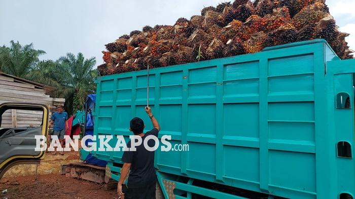 20260512-CEK-SAWIT-Seorang-sopir-truk-ketika-mengecek-kondisi-tandan-123.jpg