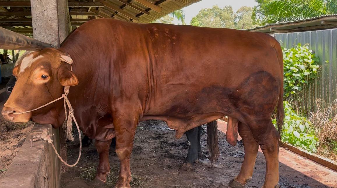 20260525-Sapi-berjenis-Limosin-bantuan-Presiden-Prabowo.jpg