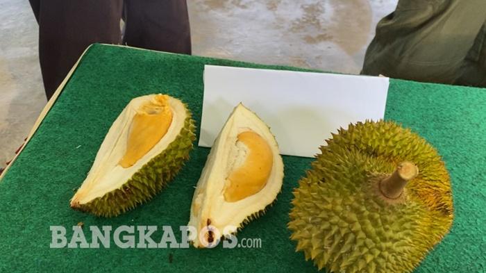 Pemprov Babel Cari Varietas Baru Durian Unggul, Bidik Komoditas Lokal Jadi Magnet Wisata - Bangkapos.com