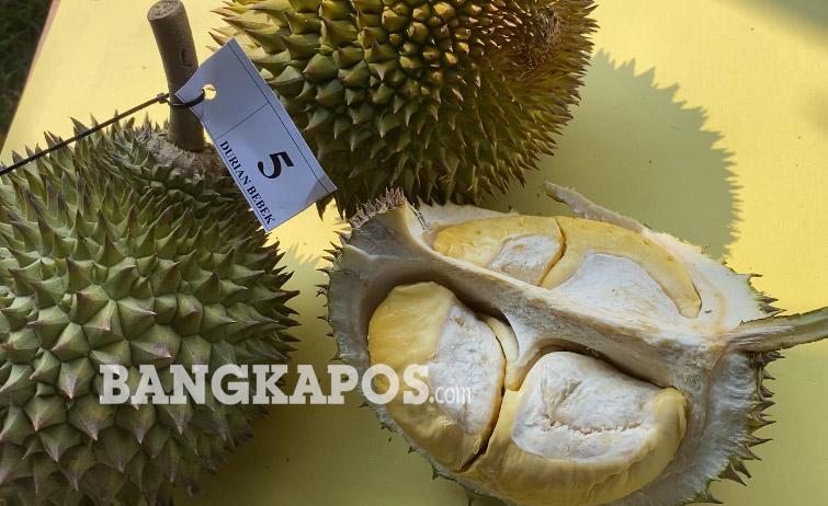 Durian Bebek Juara Kontes Durian Babel 2026, Yasrizal Ungkap Kisah di Balik Kemenangannya - Bangkapos.com
