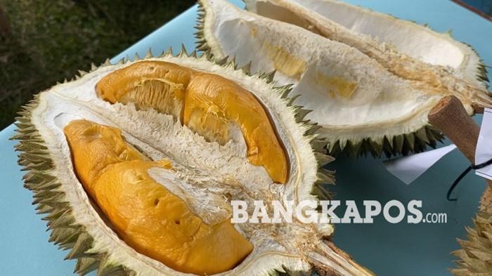 Nganggung Durian di Desa Pelangas Bangka Barat Besok, Ajang Promosi Agrowisata - Bangkapos.com