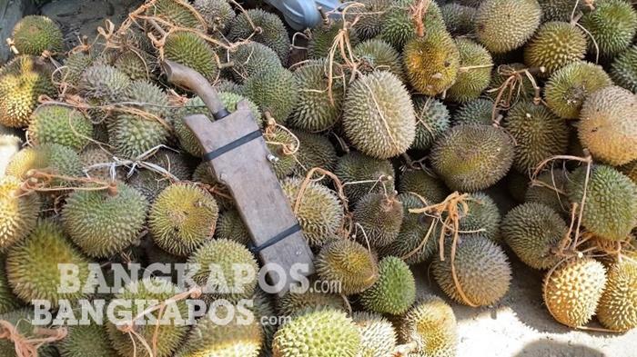 1.000 Durian Siap Meriahkan Nganggung Durian 2026 di Pelangas, Tradisi Syukur Musim Panen Melimpah - Bangkapos.com
