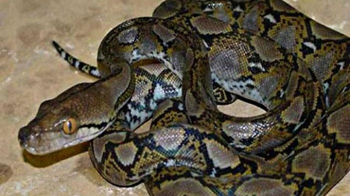 Qizlar opish porno video