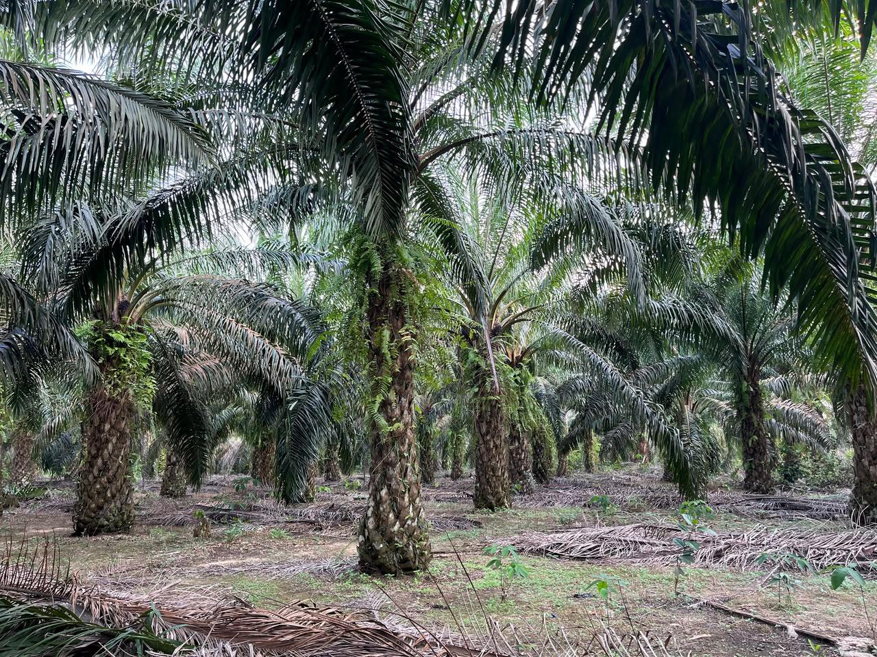 Investasi Sawit Paling Diminati di Bangka Selatan, Didorong Perkebunan dan Program B50 - Bangkapos.com