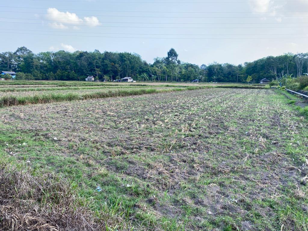 Lahan-pertanian-padi-di-persawahan-Desa-Namang-yang-tampak-kering.jpg