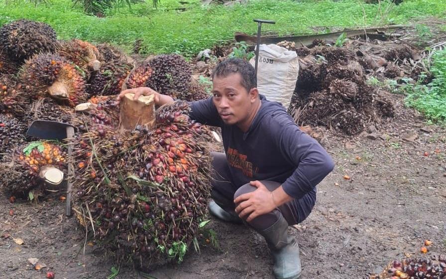 Maulana-Petani-Sawit-di-Kabupaten-Bangka.jpg